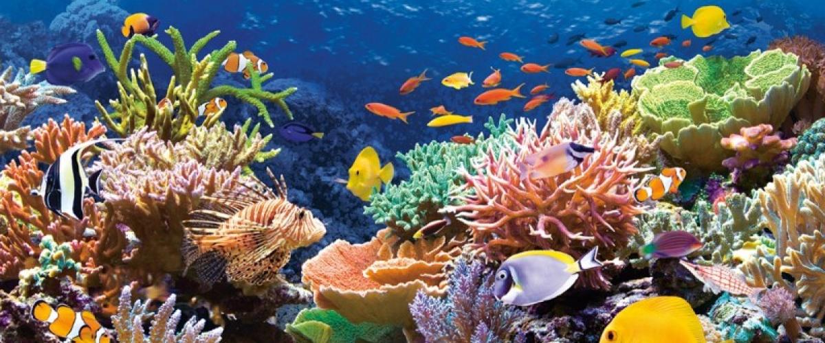 Coraux mous du littoral : lesquels acheter ?